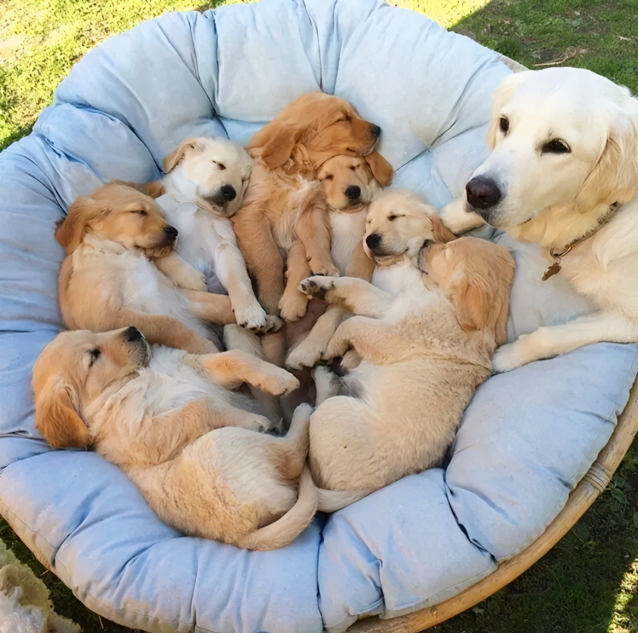 养金毛犬的十大隐性挑战：看似温顺，实则养护不易