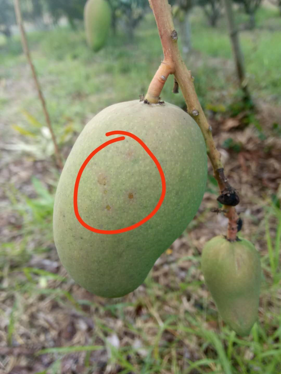 【种轻松】芒果病害识别与防治方案大全(病害图例,快速查证)