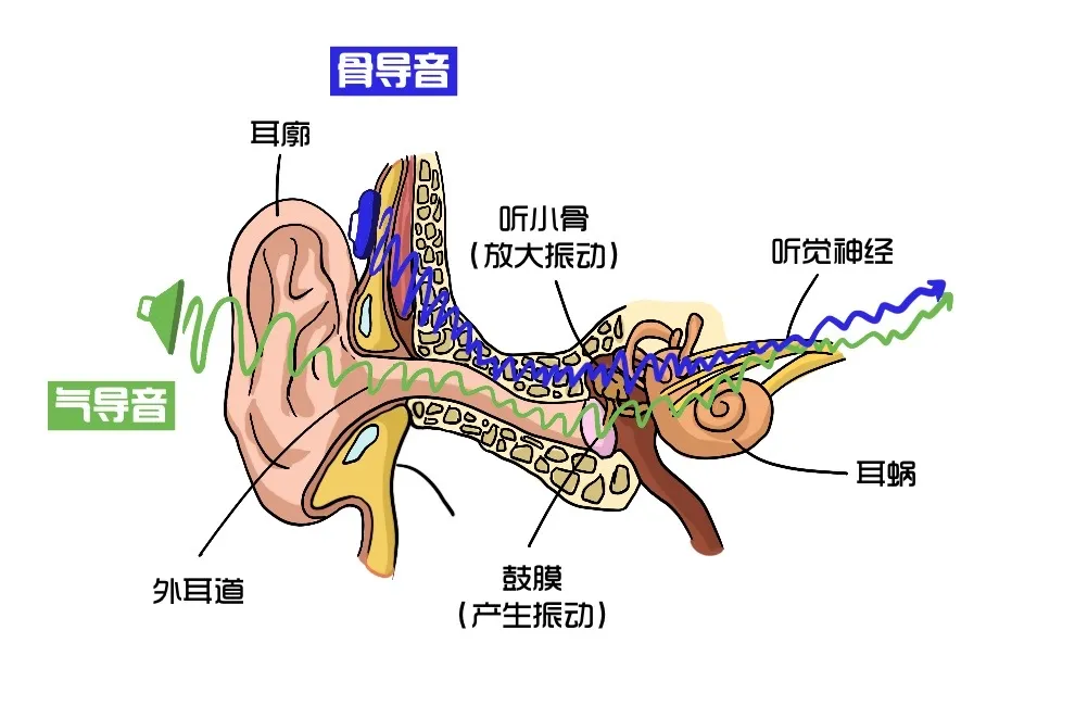 为什么语音里自己的声音能这么难听？