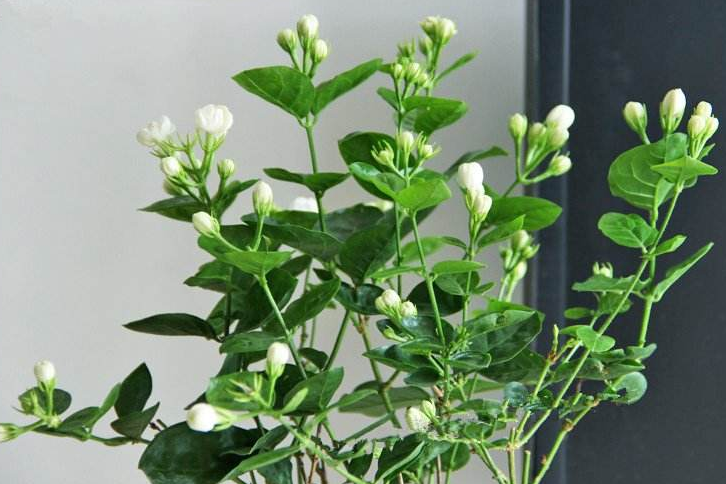 盛夏养茉莉花，做到“2足、1狠、1不缺”，整个夏季花开不断