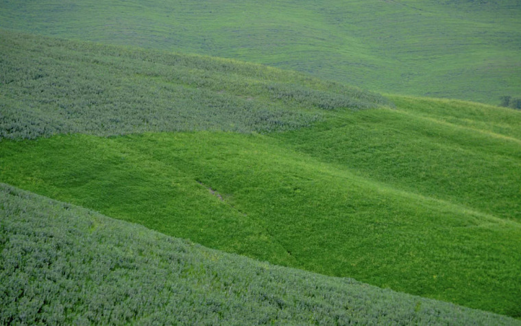 盘点园林景观设计常用的各类植物和材料,让设计师不再迷茫