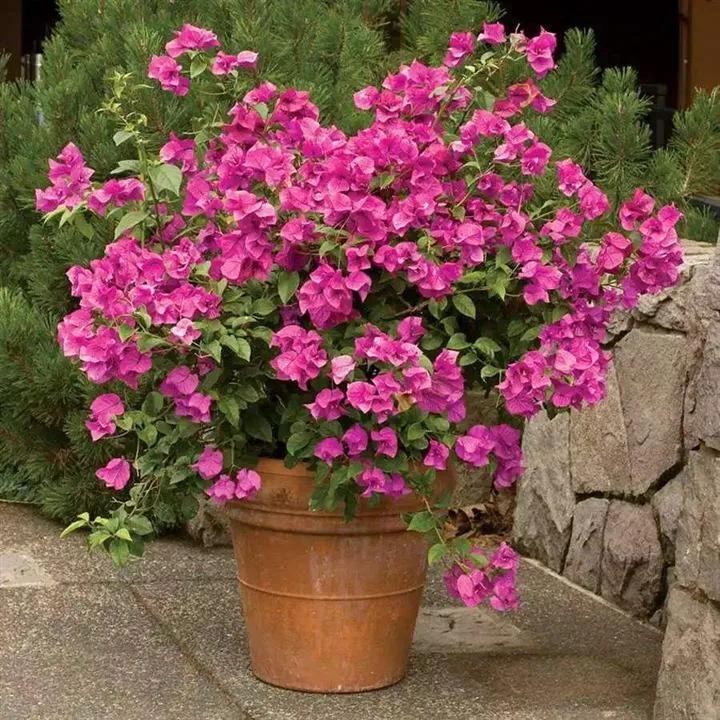 花是叶，叶似花，冬春好景致，三角梅其实叫光叶子花