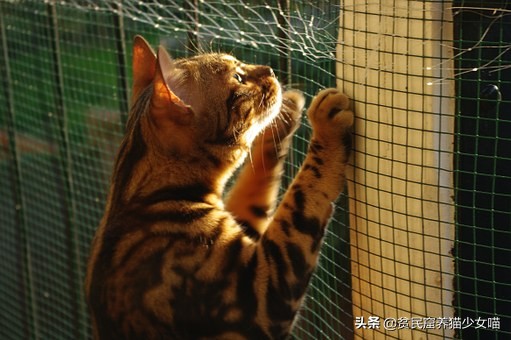 猫咪流眼泪可能是以下6种原因，铲屎官们知道几种？