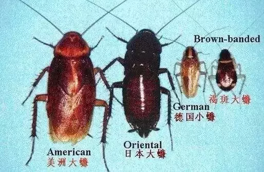 冰箱不制冷,维修人员打开机身一看……头皮发麻!