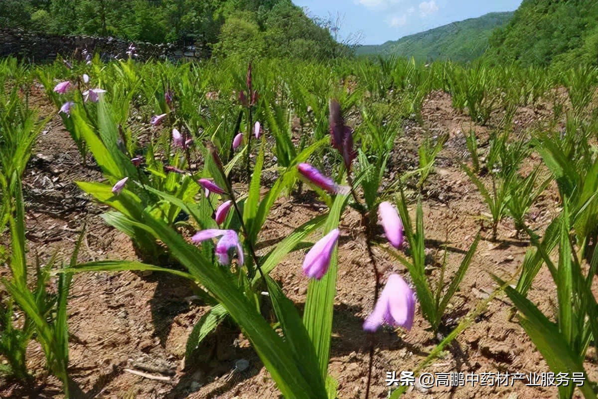 高鹏说药材：白及种植是真致富还是骗局呢？