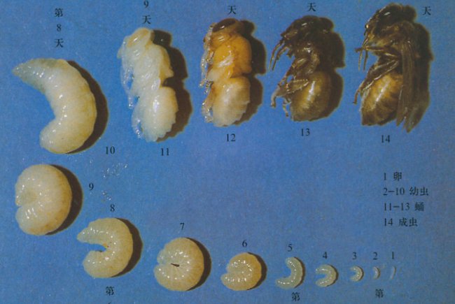有关蜜蜂的知识有哪些（有关蜜蜂的其他知识）-第9张图片-巴山号