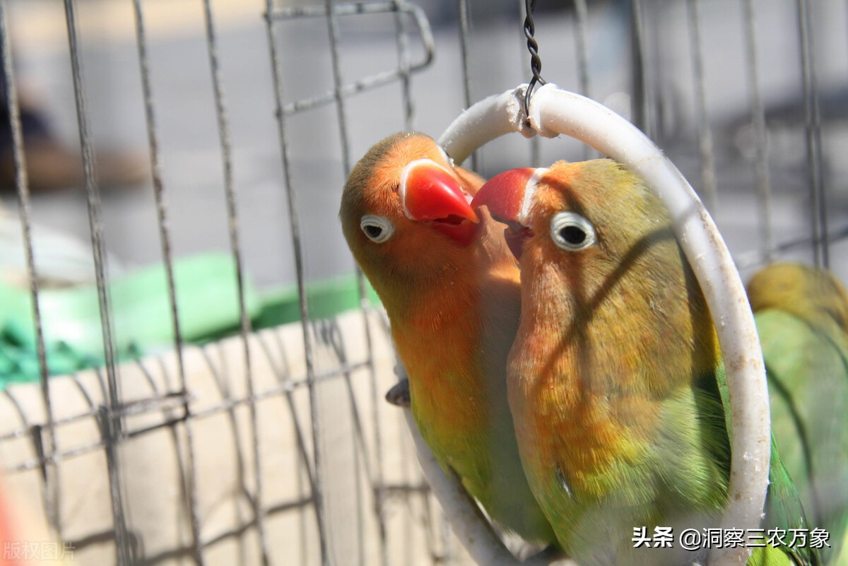 牡丹鹦鹉吃什么食物（做好这8方面养殖起来也简单）