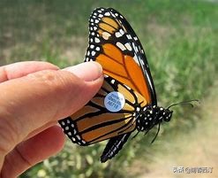 十大毒蝴蝶图片-(蝴蝶中的万毒之王，也是唯一会像鸟一样迁徙的蝶)