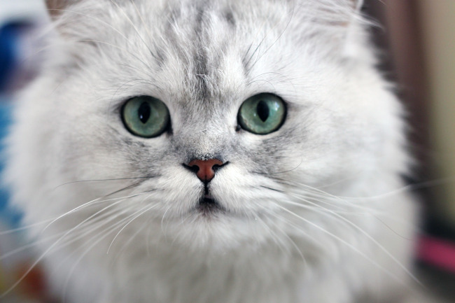 三分钟带你了解完金吉拉猫，你喜欢这只小可爱吗？