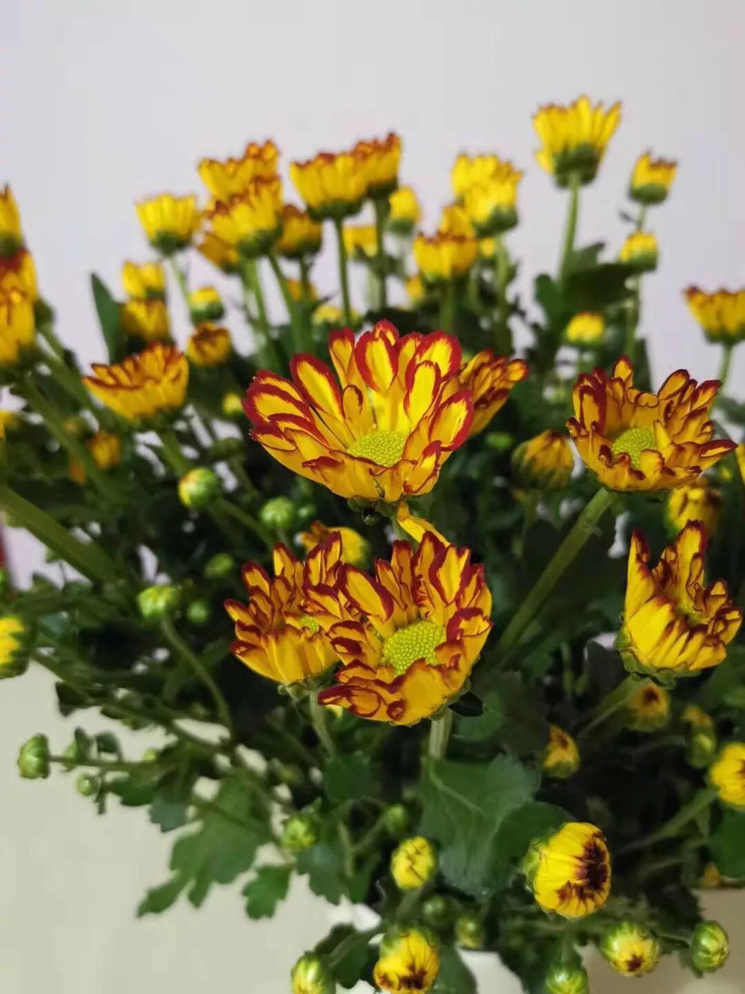 小雏菊花期（小雏菊花期较长养护得当可更长）