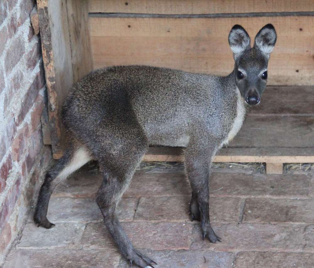 麝香味是什么味道(麝香直接闻起来是什么味道?