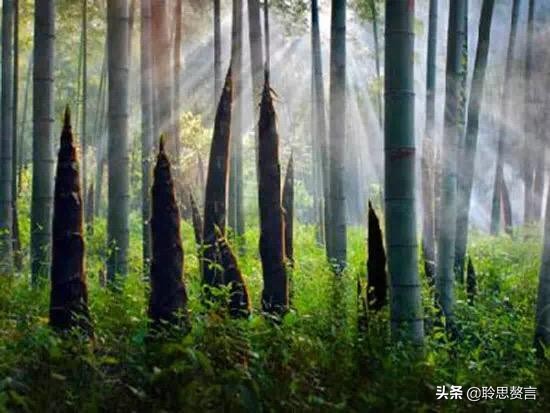 竹笋诗词精选三十一首 戢戢新芽迸旧林，才生有节便虚心