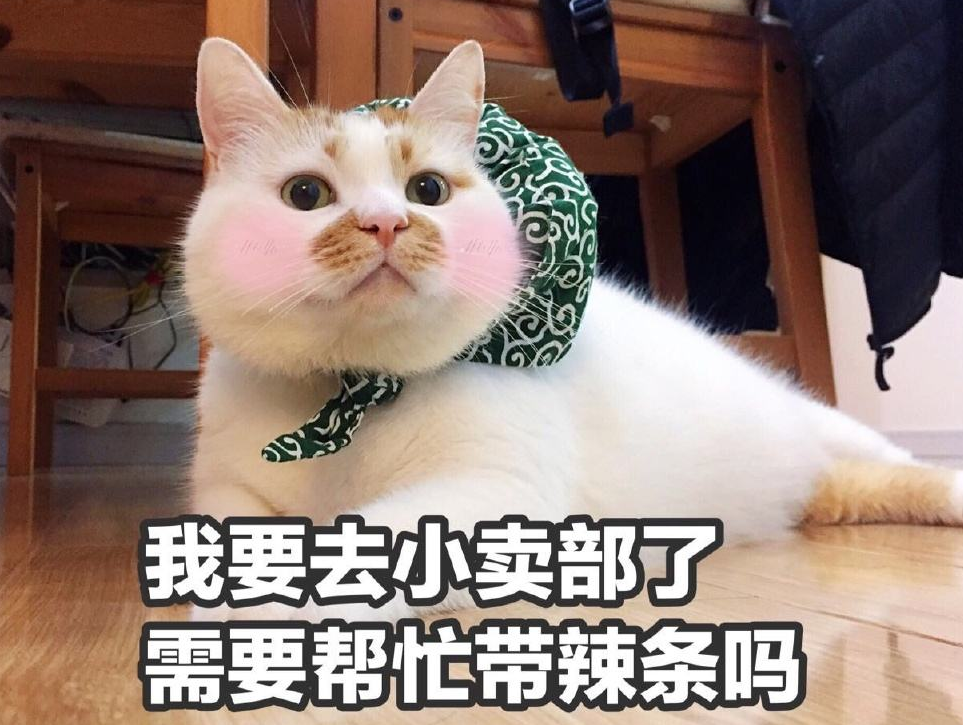 养猫成为新的炫富方式？算算你家猫一个月要花多少钱