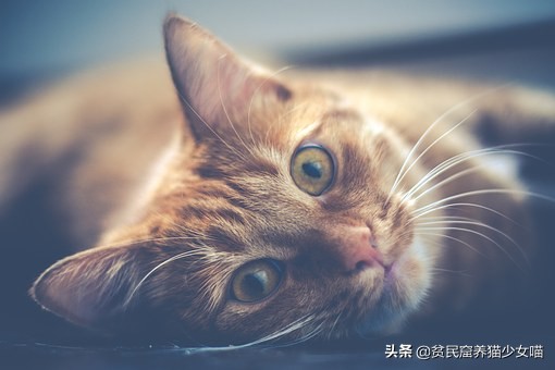 猫咪流眼泪可能是以下6种原因，铲屎官们知道几种？