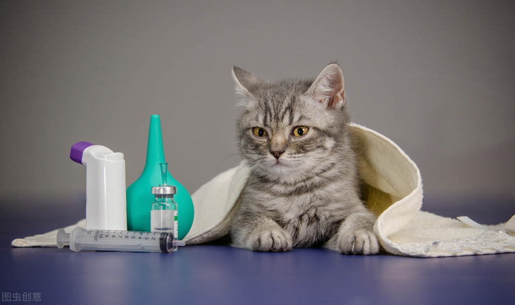 猫的怀孕周期短，一般可以自己完成整个生育过程，猫多久生小猫