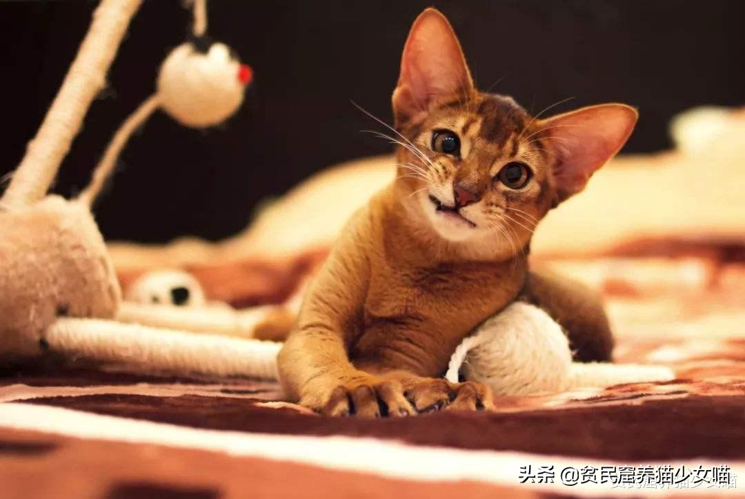 辟谣：所有猫都怕水？不是哦，养这些猫，你可能需要游泳池