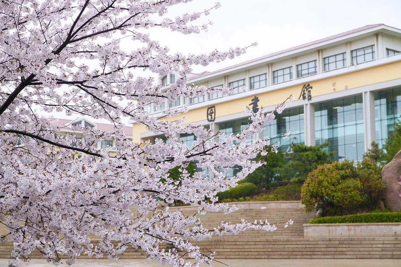 樱花大学「樱花大学校园」