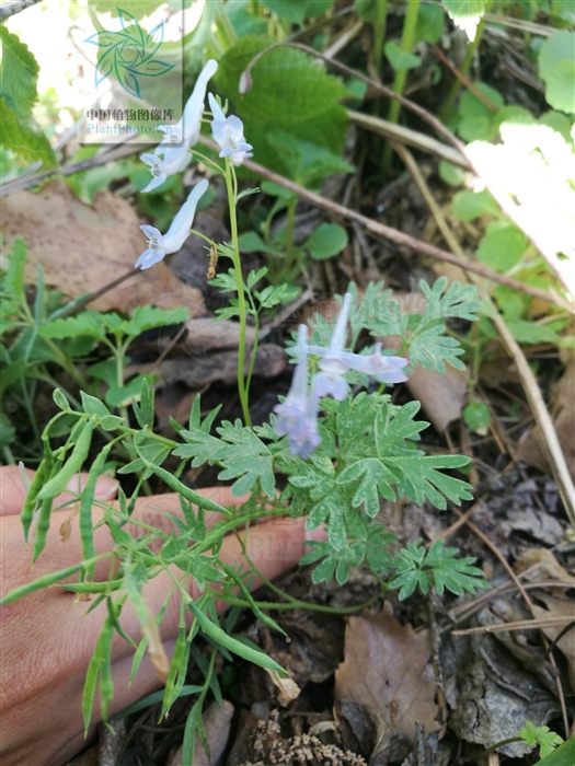 延胡索,见过吗?活血散瘀,理气止痛.治心腹腰膝诸痛