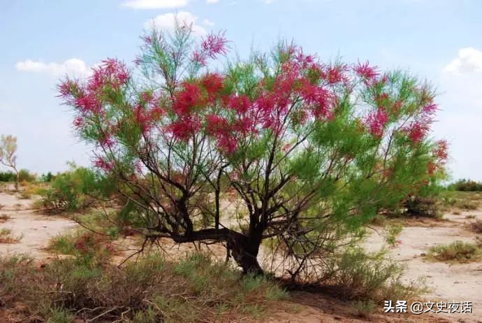 这些诗词中的植物名，你读对了吗？