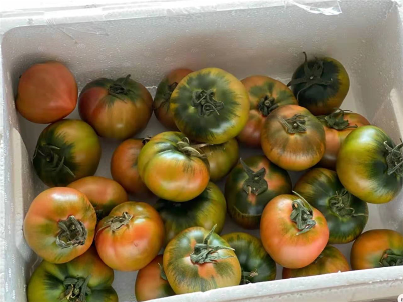 天津的西红柿,早该火了