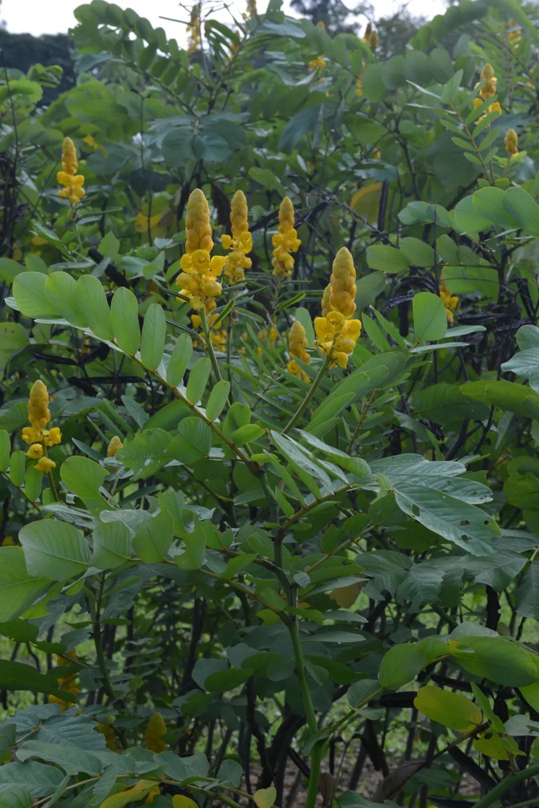 入侵植物知多少?