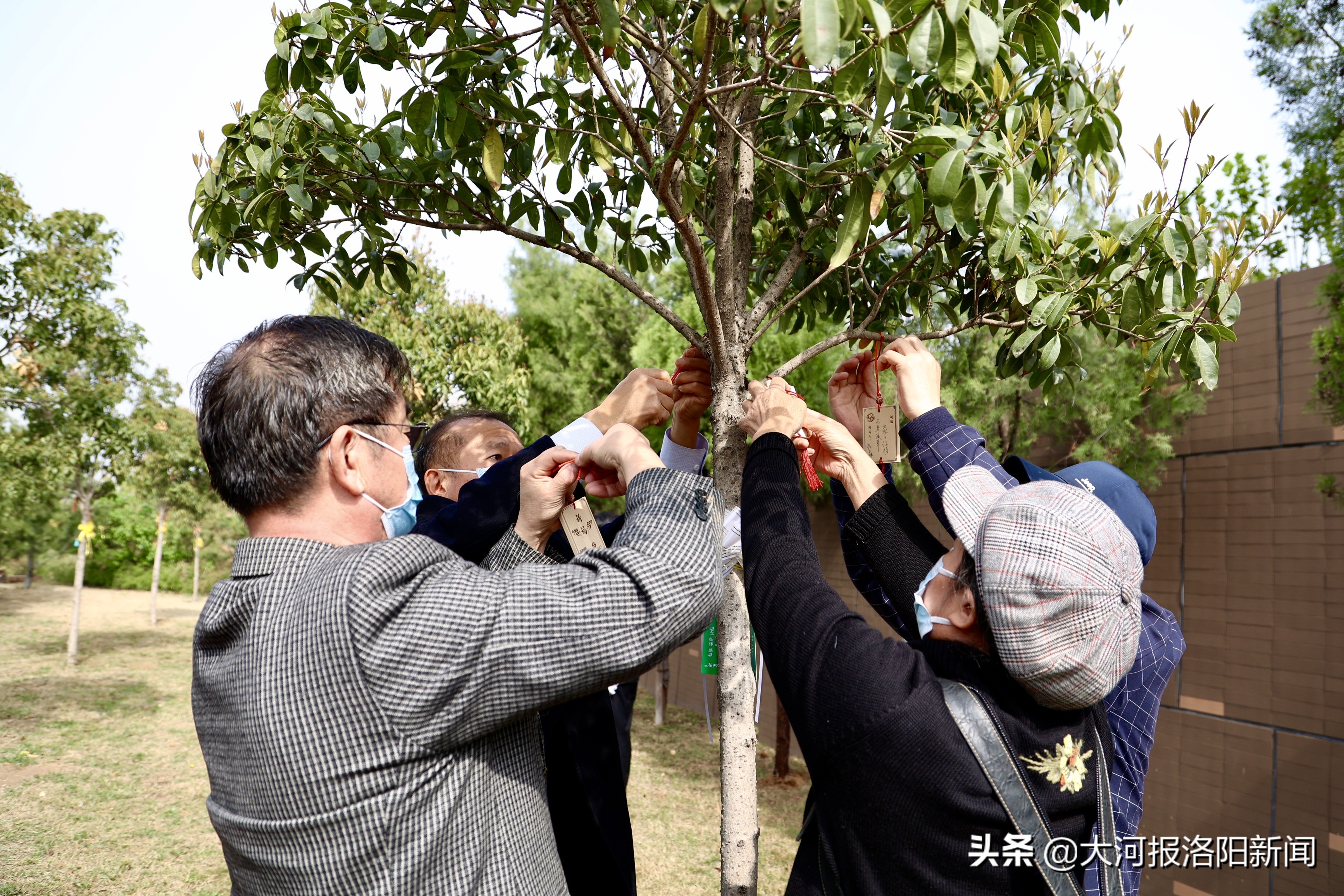 不立碑、不烧纸！洛阳16位逝者集体树葬，生态安葬正在被更多人接受