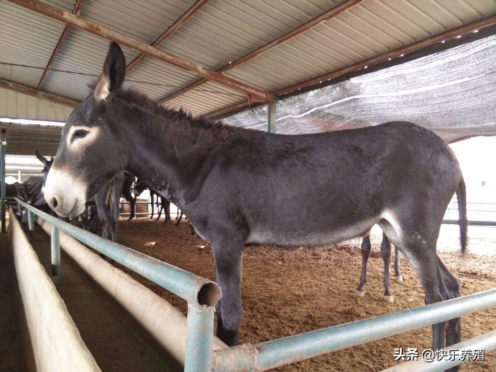毛驢養殖,