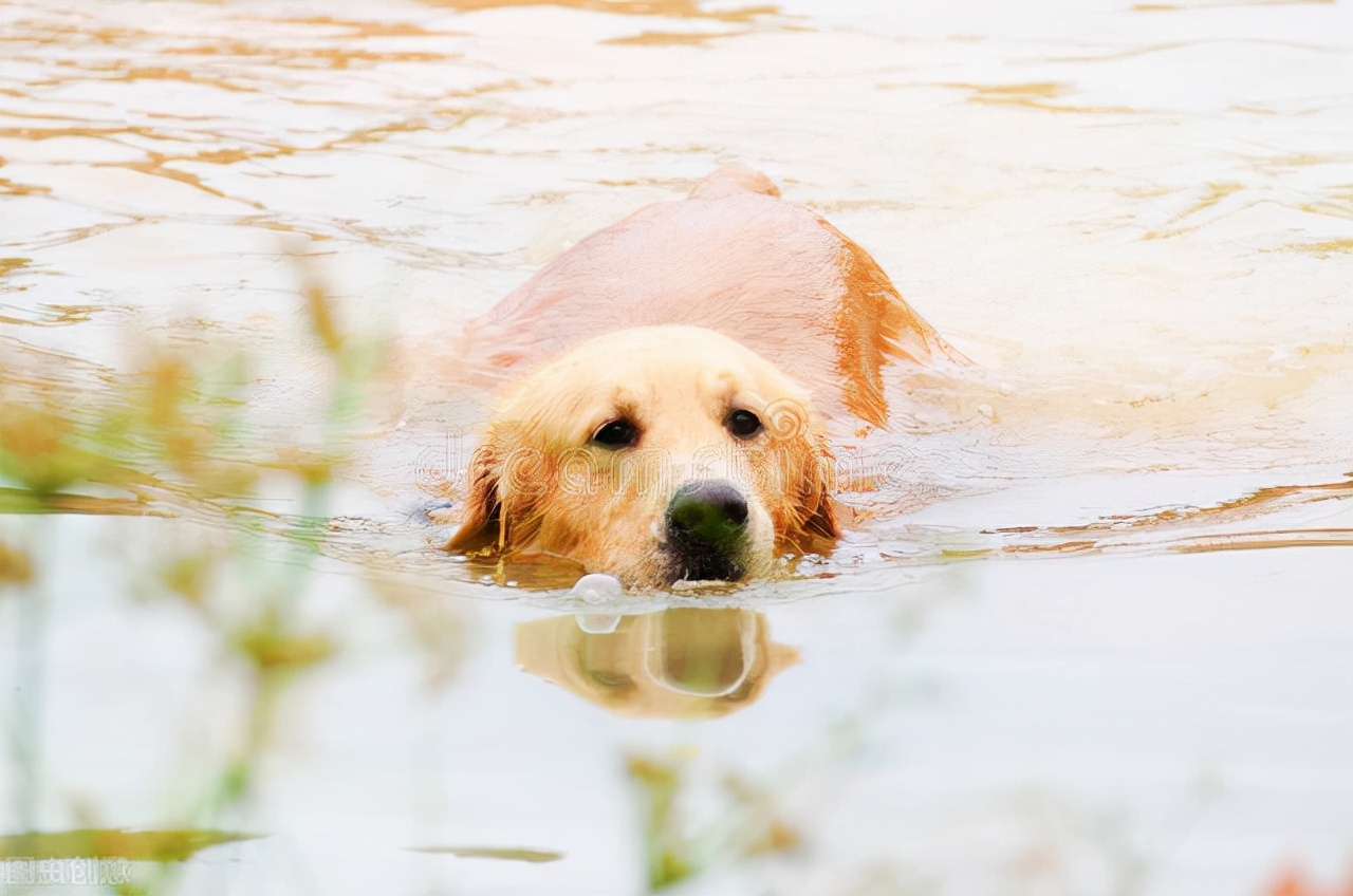 金毛是猎犬吗（三个小知识带你深度了解金毛犬）