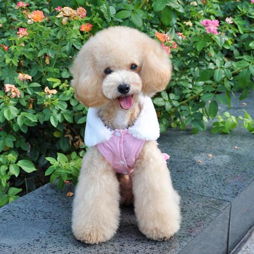 泰迪能长到多少斤(贵宾犬的) - 青木春