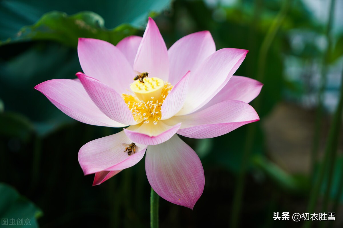 解析纳兰性德荷花美句，不及芙蓉，一片幽情冷处浓