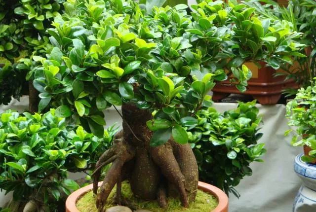 大叶榕树盆景的养殖方法和注意事项(榕树盆景的养殖方法和注意事项)