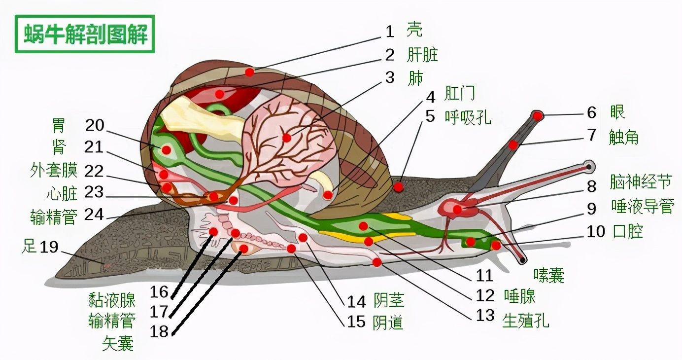 某些生物学家曾试图重新解释这种状况.