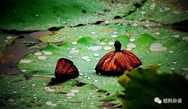 秋日听雨，在最美的意境里，邂逅一场淋漓的秋雨