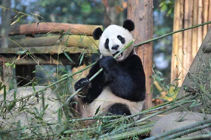 大熊猫的繁殖特点（大熊猫的繁殖有什么特点）-悠嘻资讯网