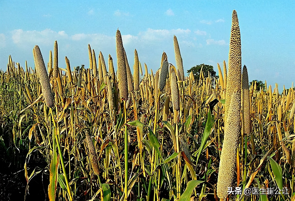 粟米是什么黍粟种植最古老