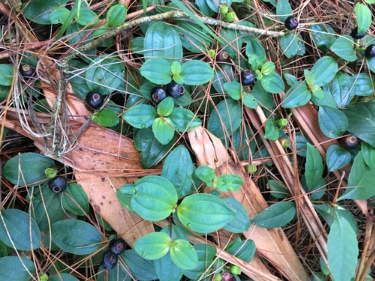 野果100种大全图片及名称(户外这20种能吃的野果子)