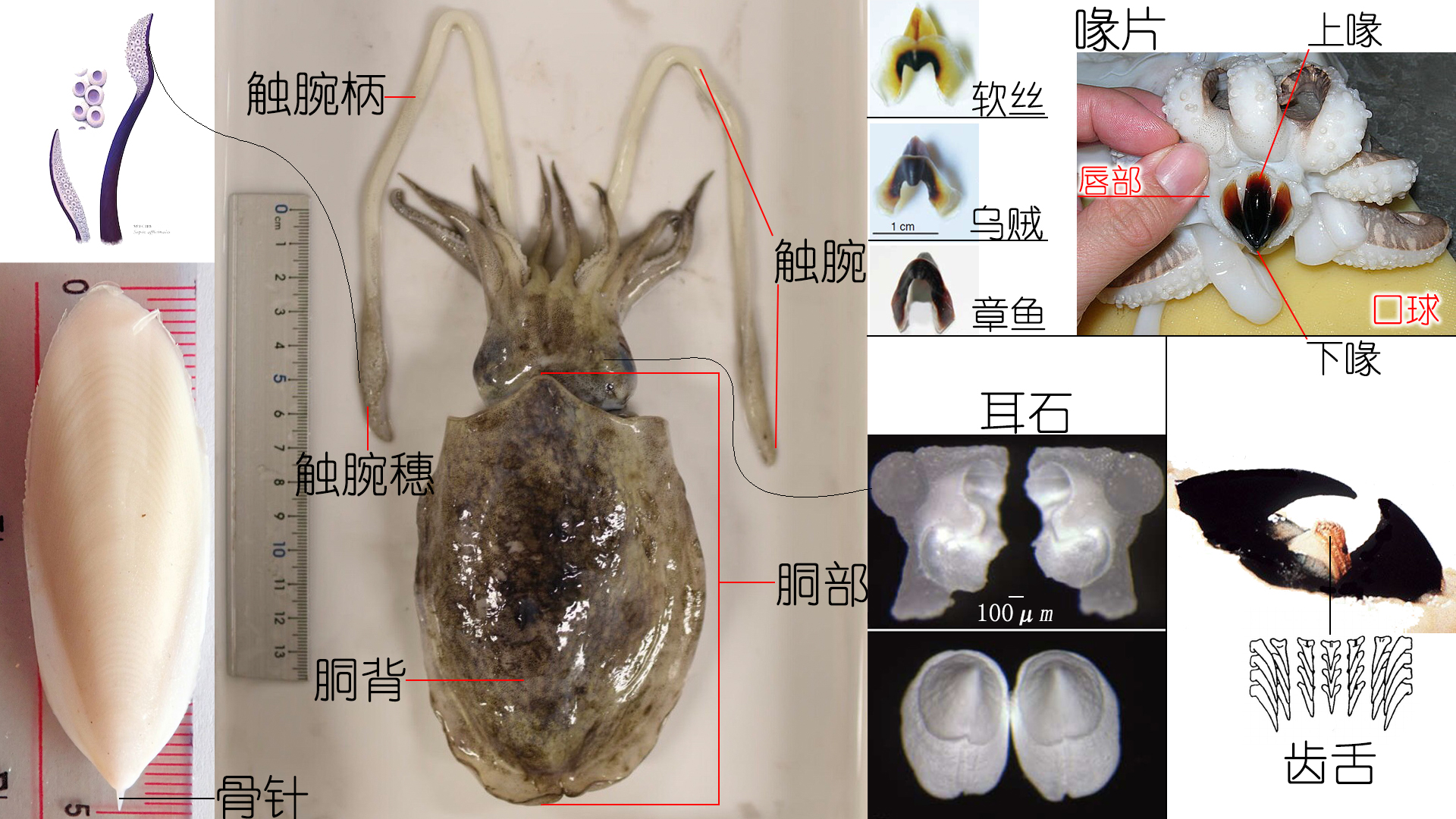 解析海鮮｜明明白白吃肉！墨魚與魷魚到底有什么不同？(下)