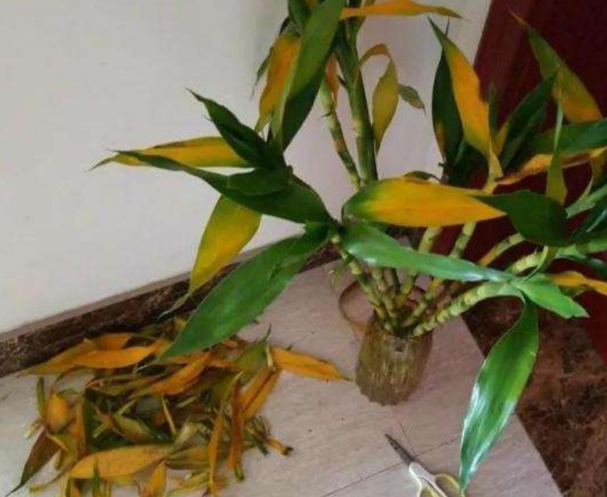 家庭水培富贵竹，常出现黄叶现象，该如何来解决？