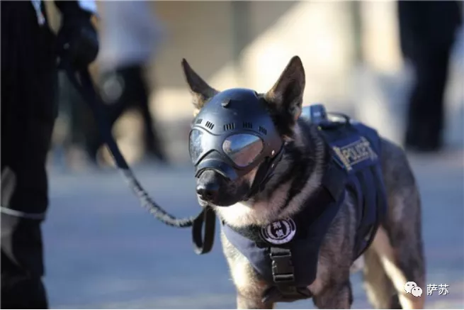 “犬王”带警犬追击案犯，在废墟中与无人机配合上演高科技抓捕
