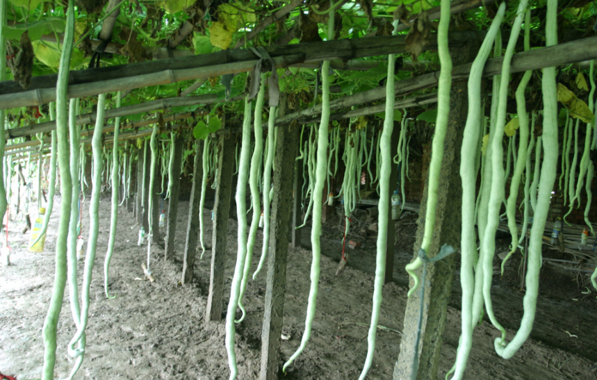 豆角是我们日常生活中常见的一种蔬菜,一年四季都能买到.