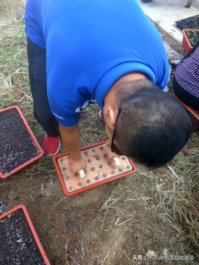 分享盆栽蔬菜基地常用工具：穴盘压孔和盆压孔，自己做省几百块