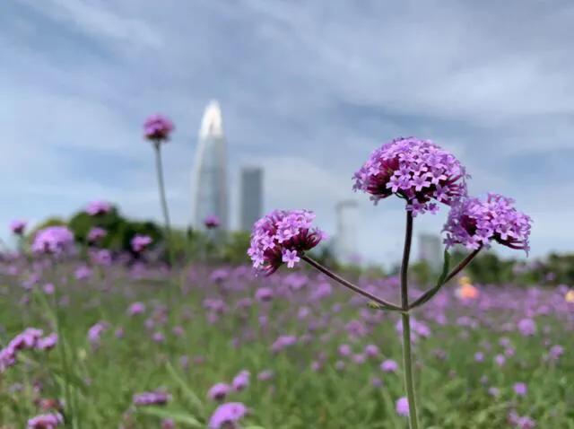 深圳哪里有足球比赛看免费的(深圳十大免费花海公园)