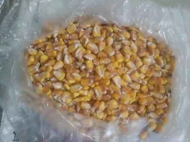一斤带棒的干玉米,能出多少玉米粒?农村大姐做了一个实验