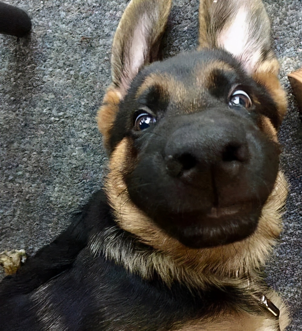 德牧为什么越来越多人养了?网友:养了之后就不想换狗了