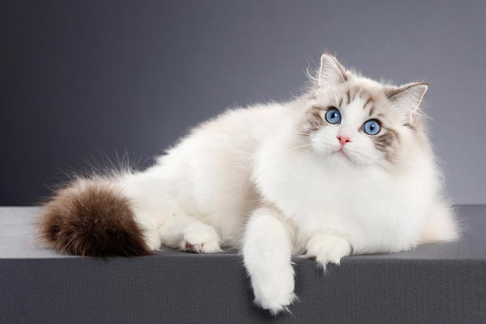 丁香色英短一般多少钱布偶猫丨海