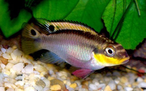 白玉凤凰鱼怎么养详细介绍「干货」 -骁龙网