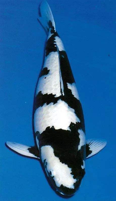 写鲤浅黄锦鲤金银鳞锦鲤黄金锦鲤红白锦鲤花纹皮光锦鲤丹顶锦鲤大正