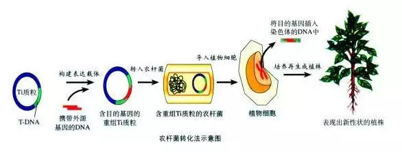 高中生物选修部分基因工程知识点汇总