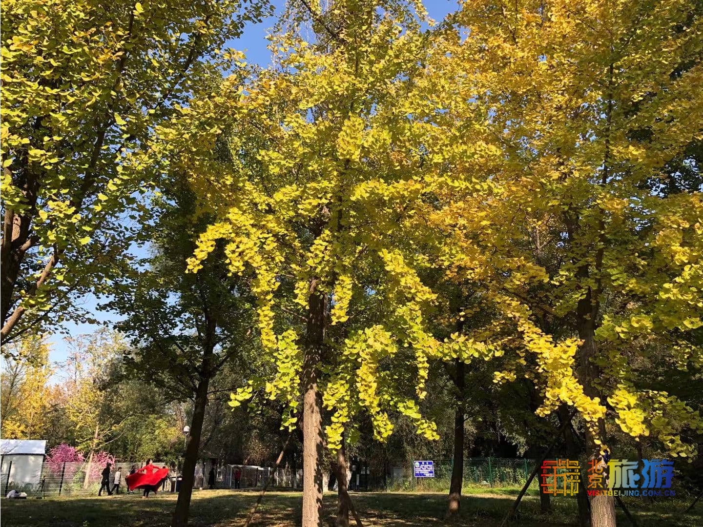 北京海淀区的奥森公园在几环内(周六霜降，赏秋正当时~来五环内的奥森公园汲取自然之灵秀吧)