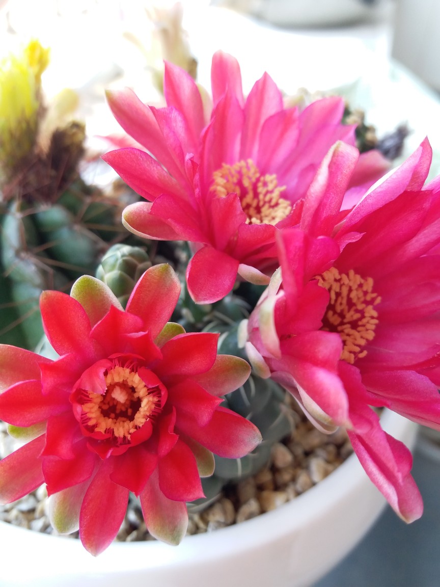 绯花玉仙人球,做好3点,花开不断,不愧是"开花机器"